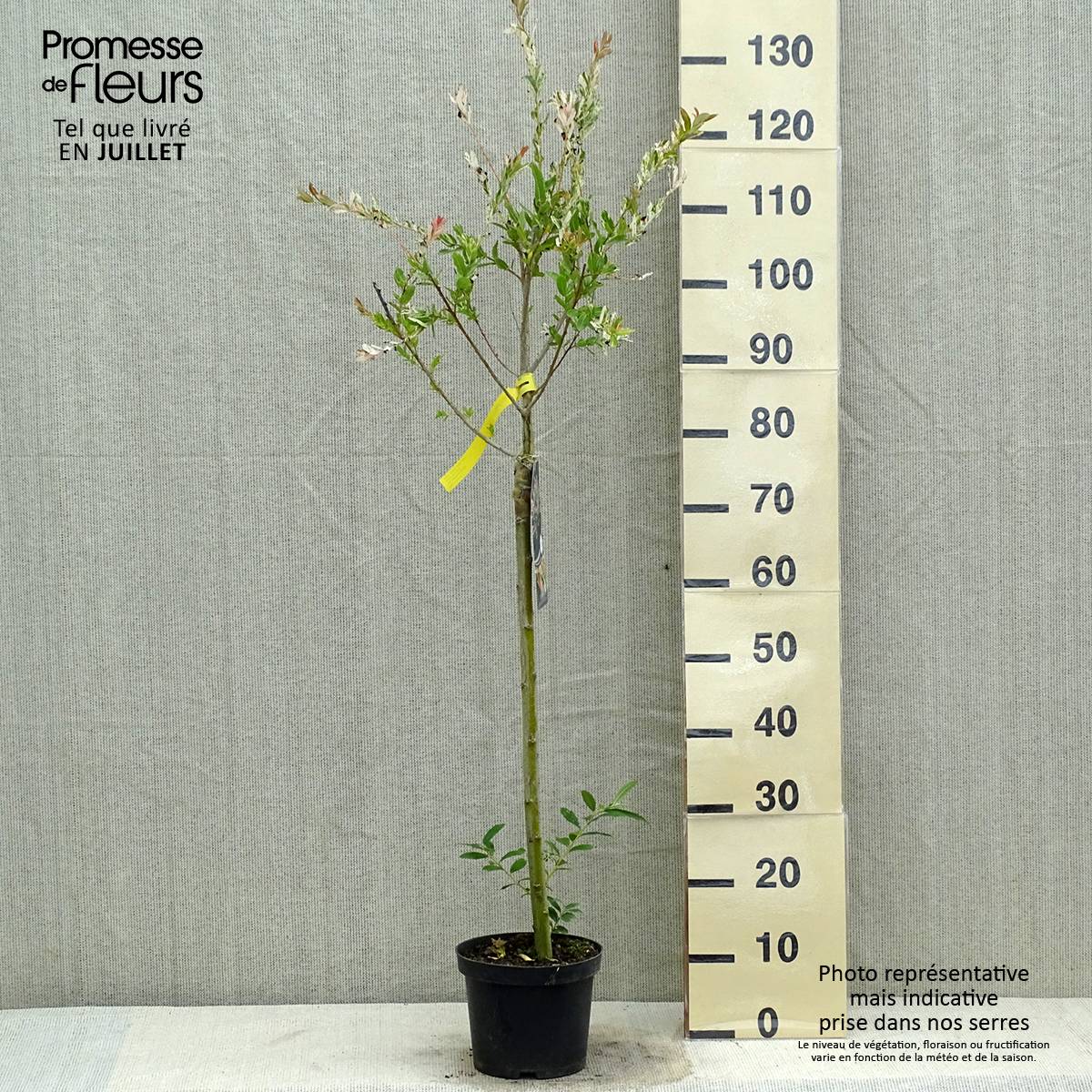 Saule crevette - Salix integra Hakuro Nishiki Pot de 2L/3L, Tige, Tige de 60 cm - Image 2