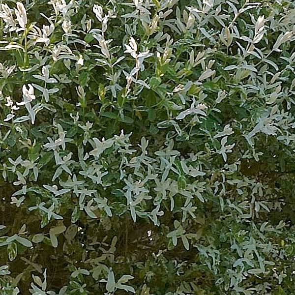 Saule crevette - Salix integra Hakuro Nishiki Pot de 2L/3L, Tige, Tige de 60 cm - Image 1