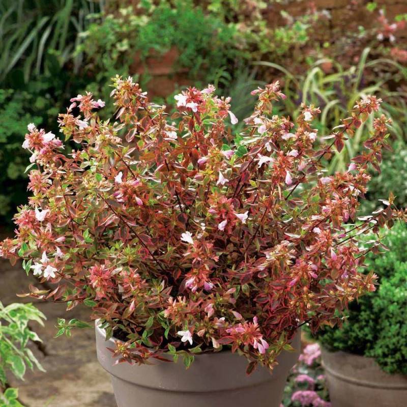 Abelia Sunshine Daydream®, Abélia à grandes fleurs à fleurs Rose - feuillage Persistant - Pot de 7,5L - 40/60 cm-  hauteur à maturité De 1,50 m à 2,00 - Image 1