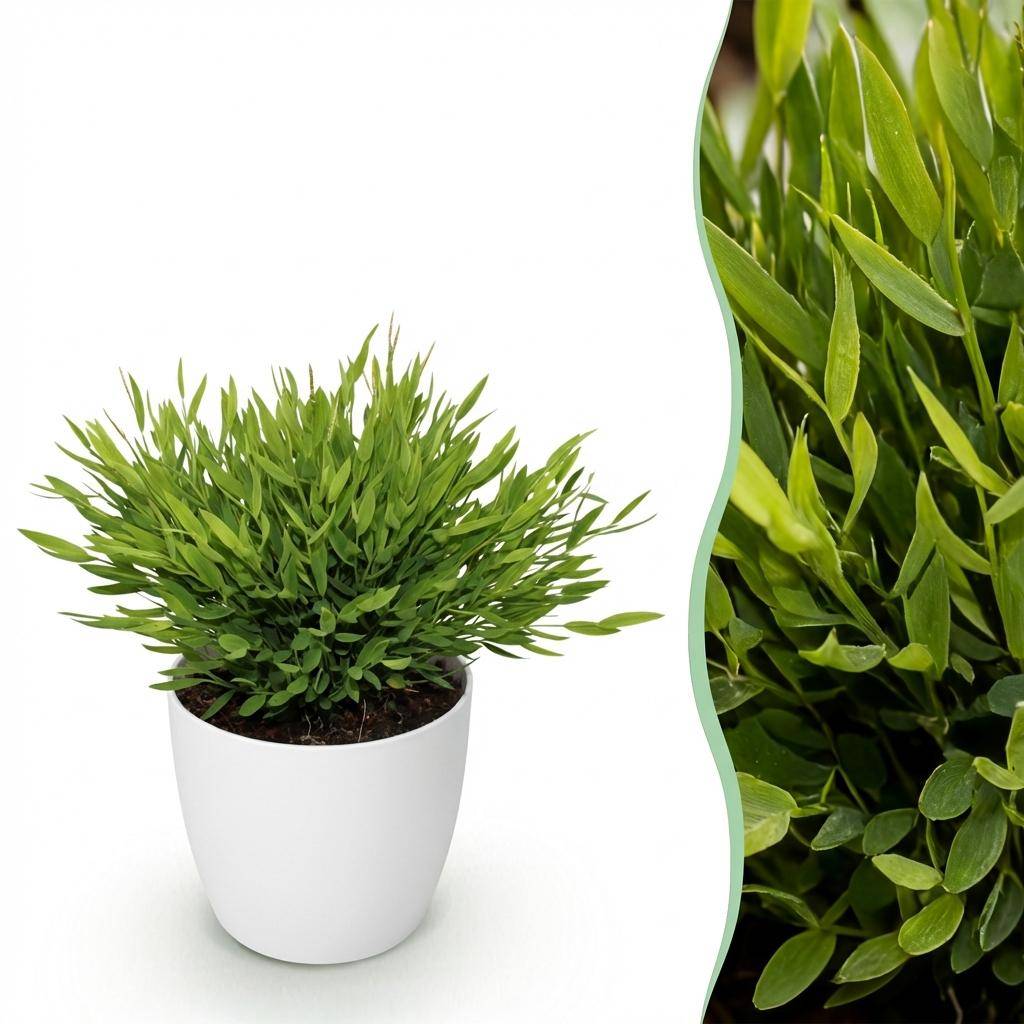 Bamusa Pogonatherum Monica - Pet-friendly - Bambou miniature - Pot de 12cm - Hauteur 20cm - Blanc - Plantes d'intérieur - Image 1