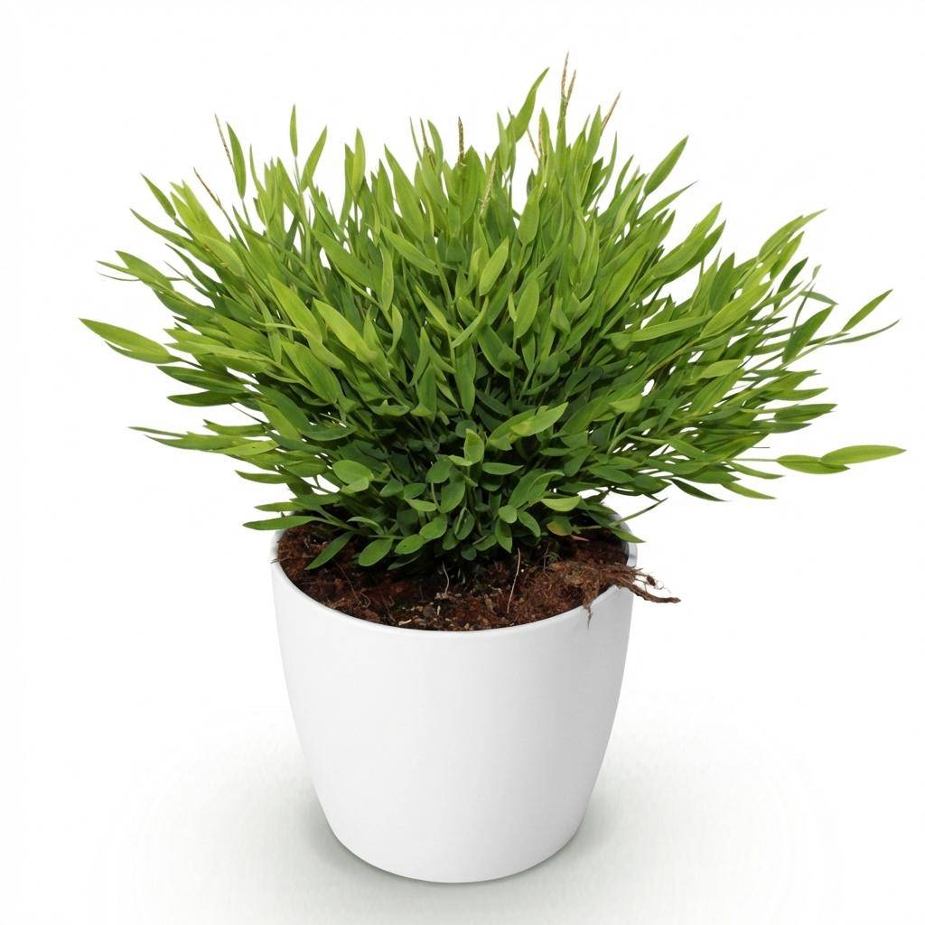 Bamusa Pogonatherum Monica - Pet-friendly - Bambou miniature - Pot de 12cm - Hauteur 20cm - Blanc - Plantes d'intérieur - Image 2