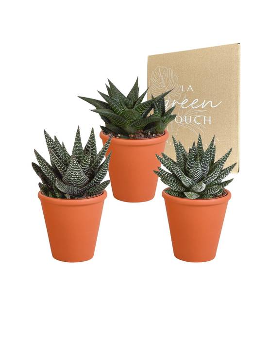 Coffret Gasteria, Haworthia et ses caches-pots terracotta - Lot de 3 plantes, h18cm- La Green Touch - Image 2
