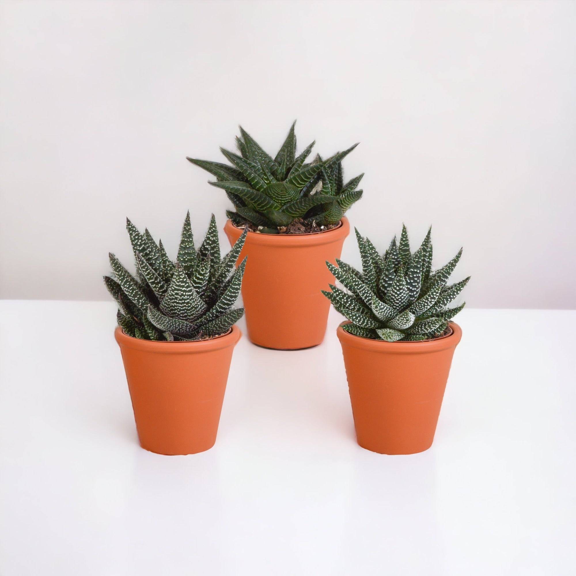 Coffret Gasteria, Haworthia et ses caches-pots terracotta - Lot de 3 plantes, h18cm- La Green Touch - Image 1