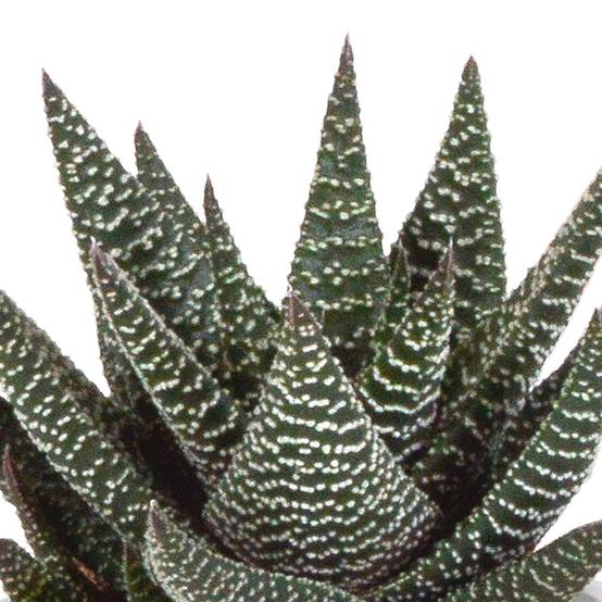 Coffret Gasteria, Haworthia et ses caches-pots terracotta - Lot de 3 plantes, h18cm- La Green Touch - Image 6