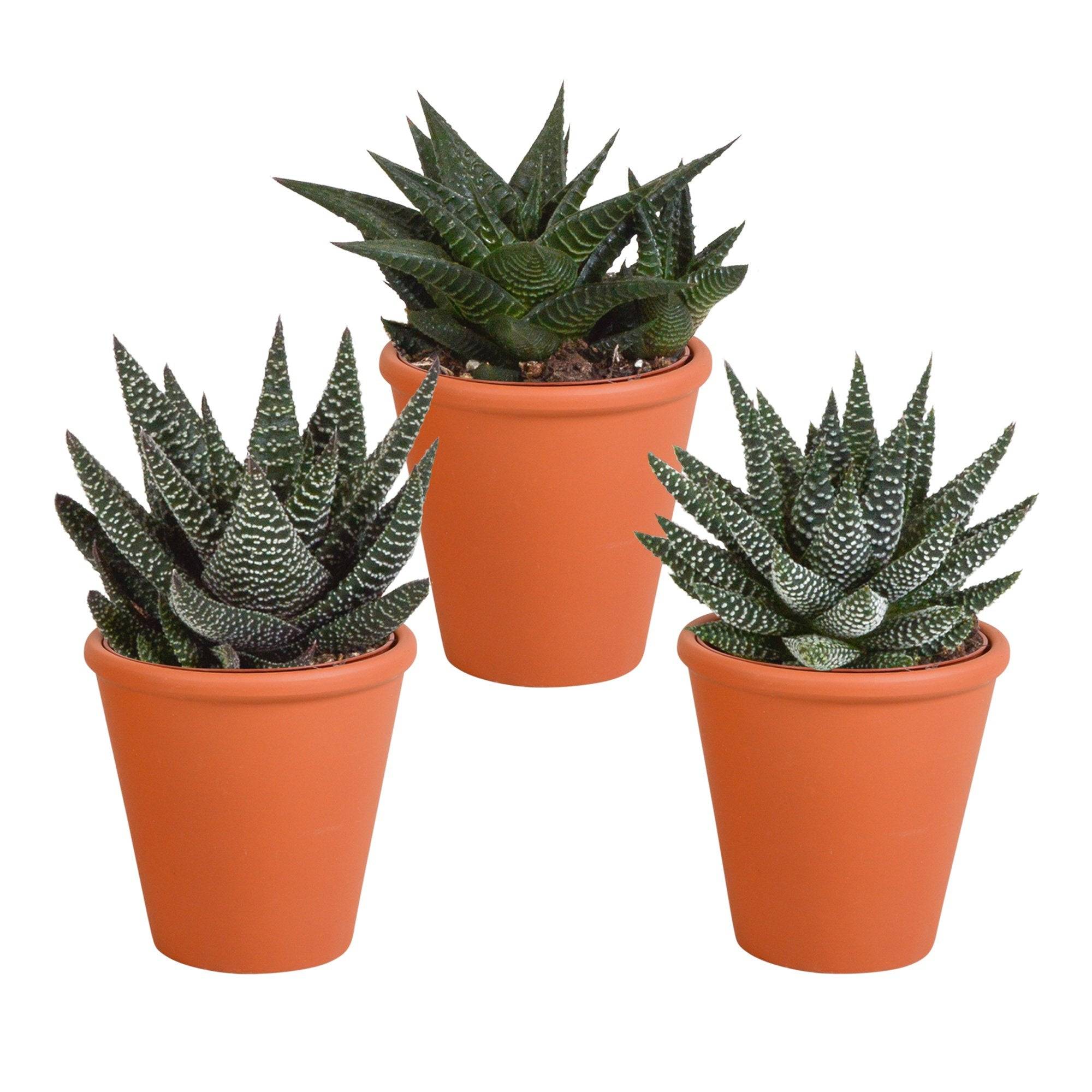 Coffret Gasteria, Haworthia et ses caches-pots terracotta - Lot de 3 plantes, h18cm- La Green Touch - Image 3