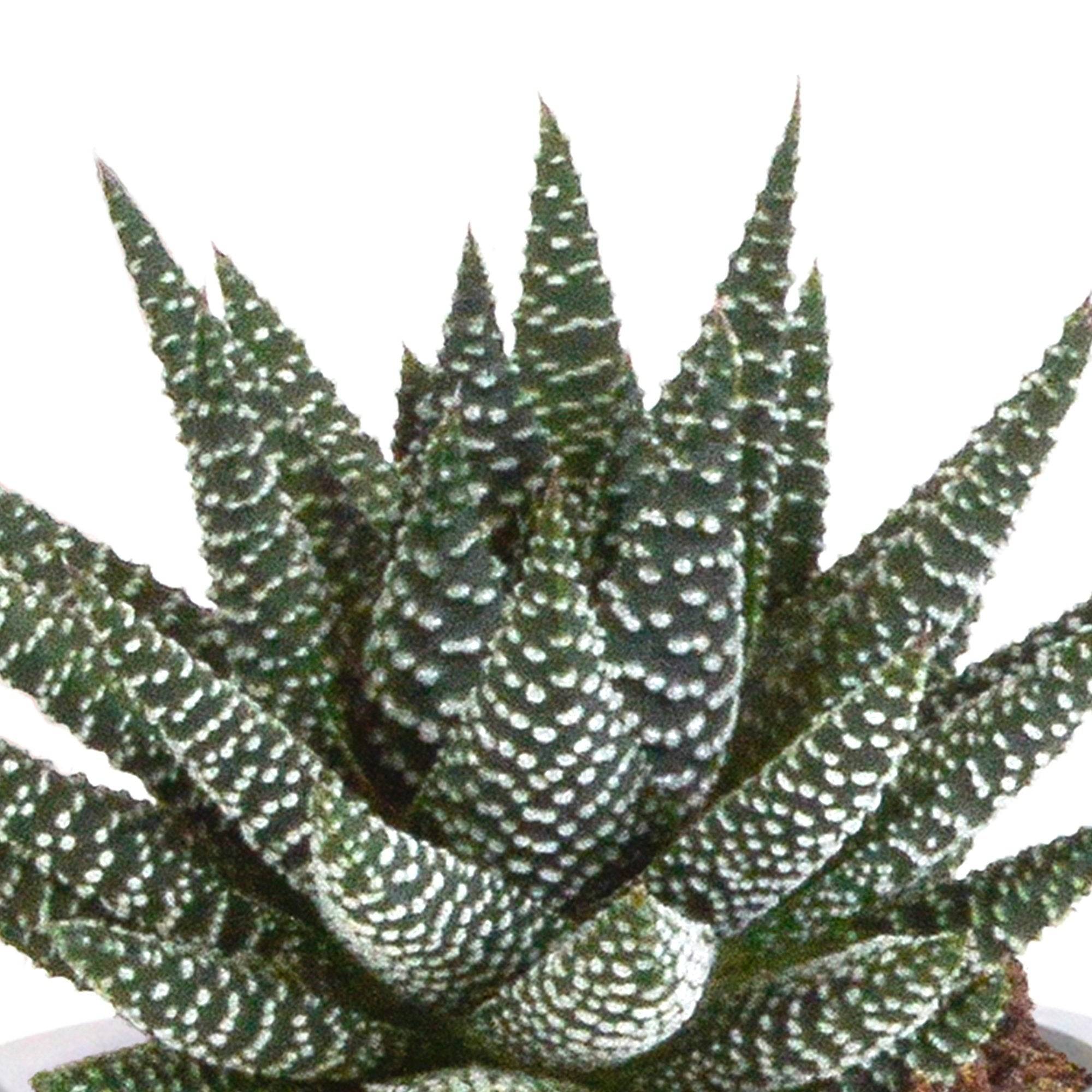 Coffret Gasteria, Haworthia et ses caches-pots terracotta - Lot de 3 plantes, h18cm- La Green Touch - Image 5
