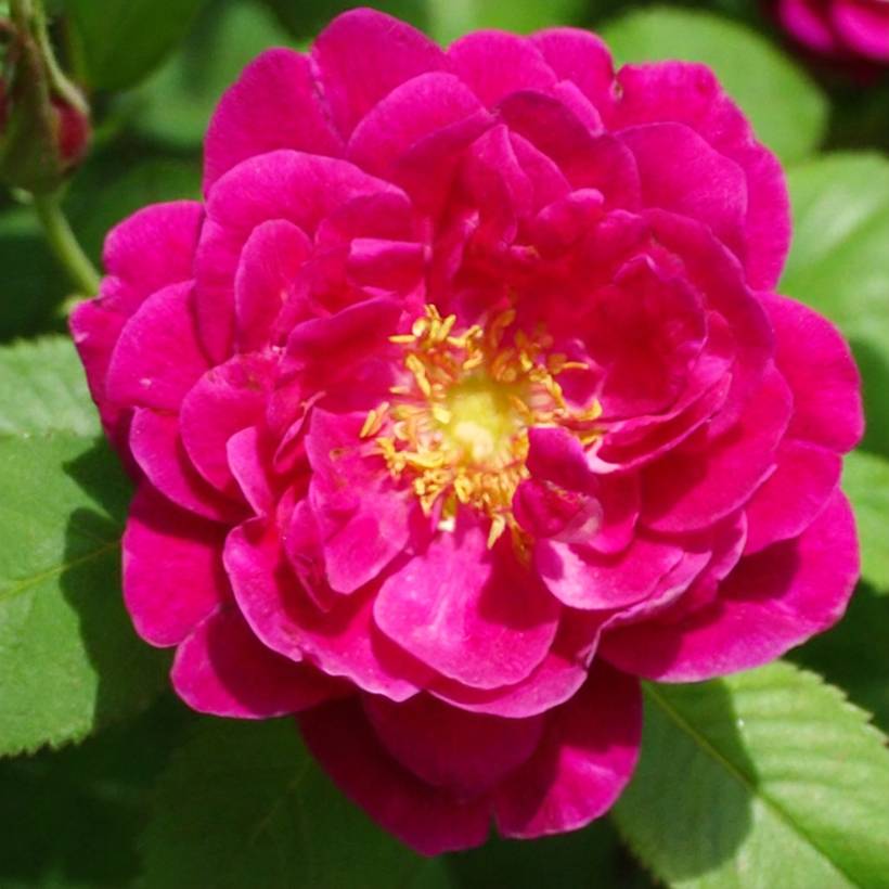 Promesse de Fleurs - Rosier ancien Henri Martin (Red Moss) Pot de 4L/5L