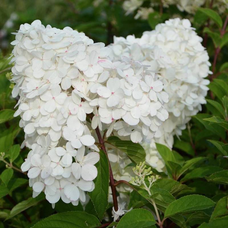 Hortensia paniculata Magical® 'Kilimanjaro', Hydrangea paniculata à fleurs Rouge/ - feuillage Caduc - Pot de 7,5L - 40/60 cm - Image 1