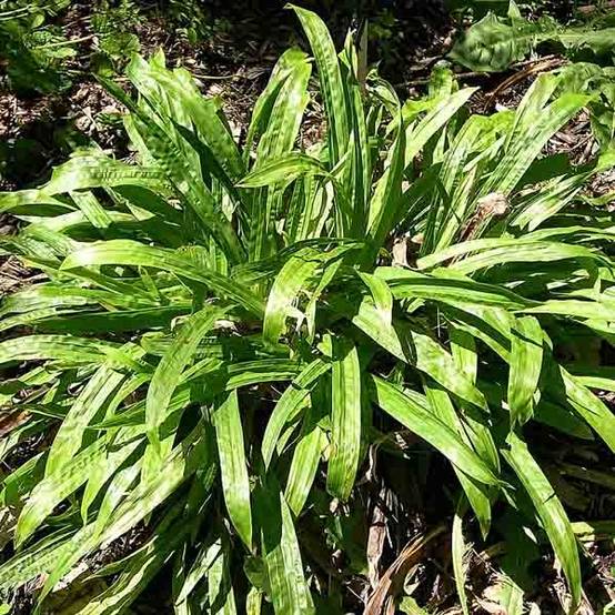 Promesse de Fleurs - Carex plantaginea - Laîche à feuilles larges Godet de 8/9 cm