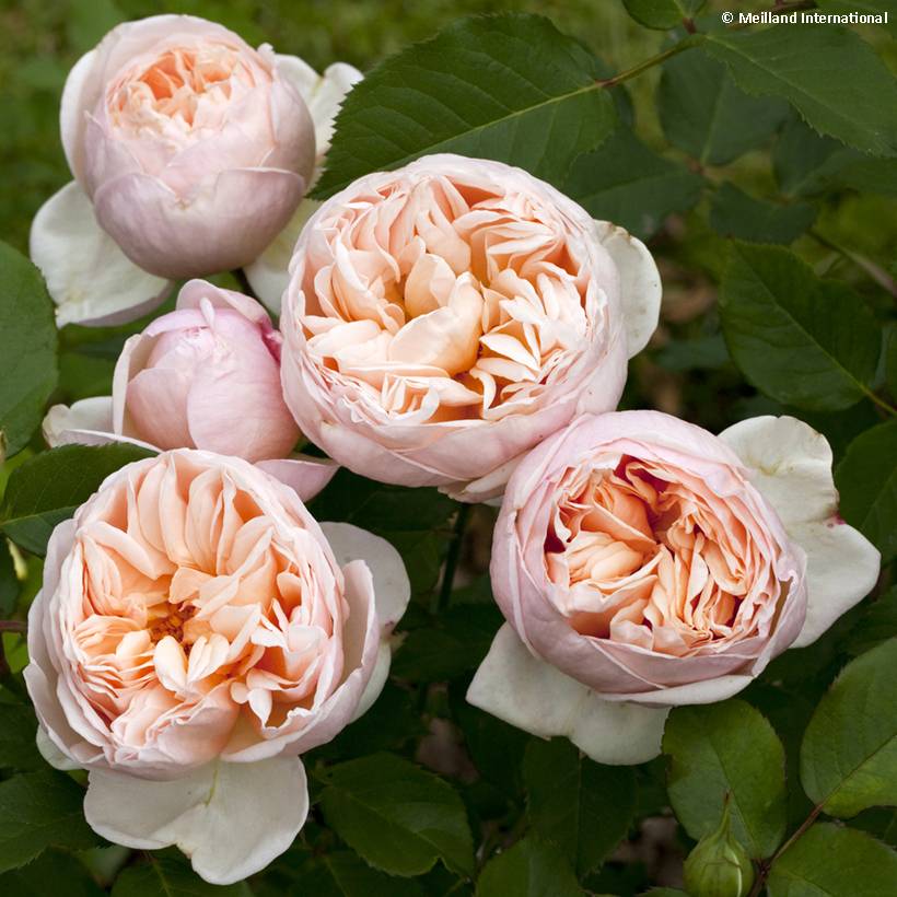 Promesse de Fleurs - Rosier à grandes fleurs Belle Romantica Pot de 4L/5L