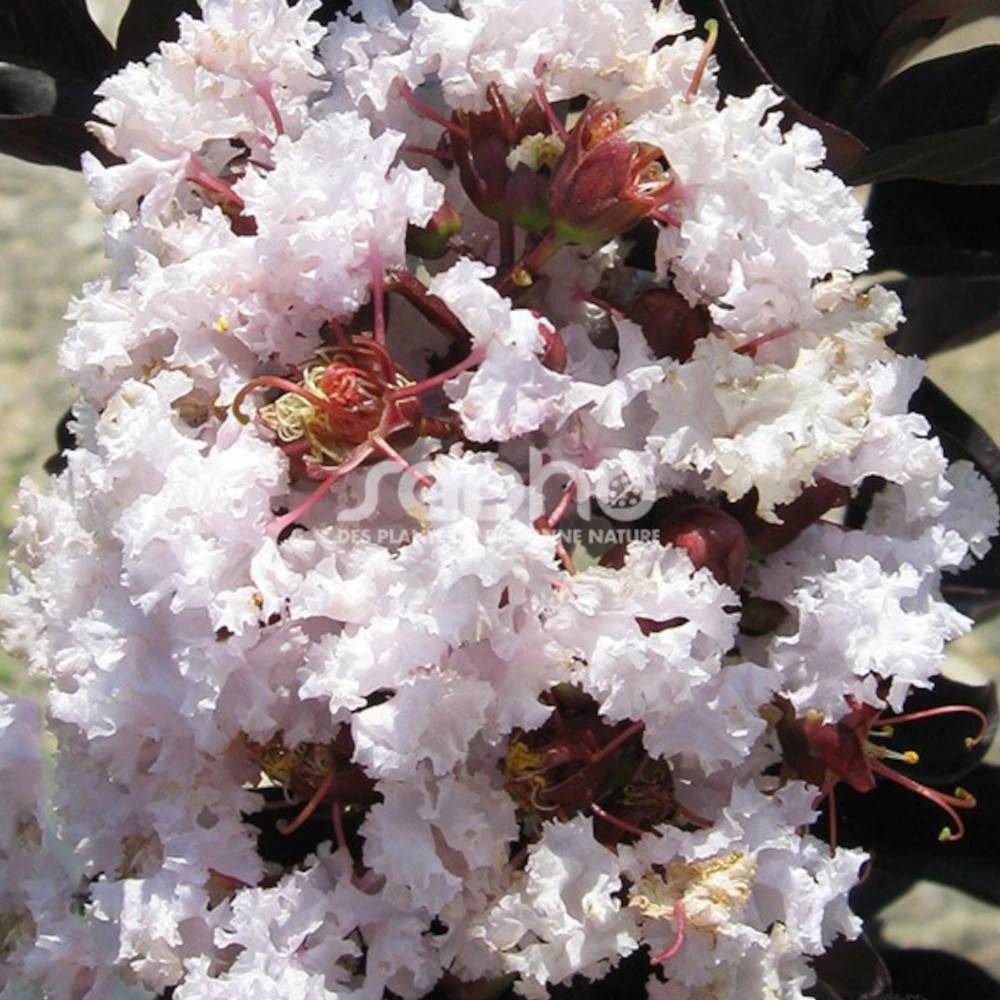 Lilas des Indes Black Diamond® Blush™, Lagerstroemia à fleurs Rose/Blanche - feuillage Caduc - Pot de 7,5L - 60/80 cm - Image 1