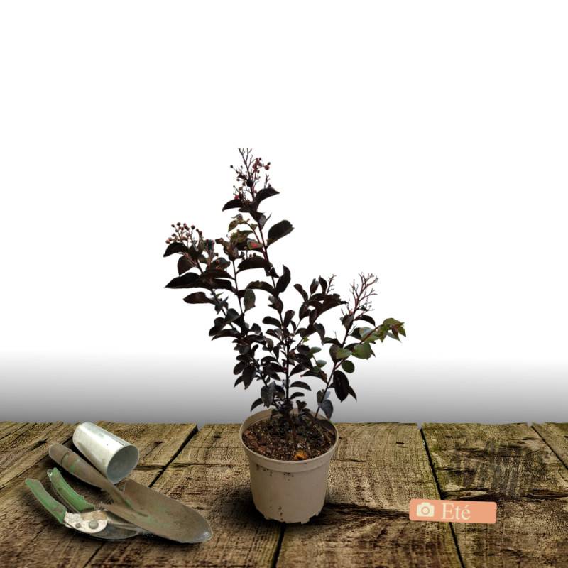 Lilas des Indes Black Diamond® Blush™, Lagerstroemia à fleurs Rose/Blanche - feuillage Caduc - Pot de 7,5L - 60/80 cm - Image 6
