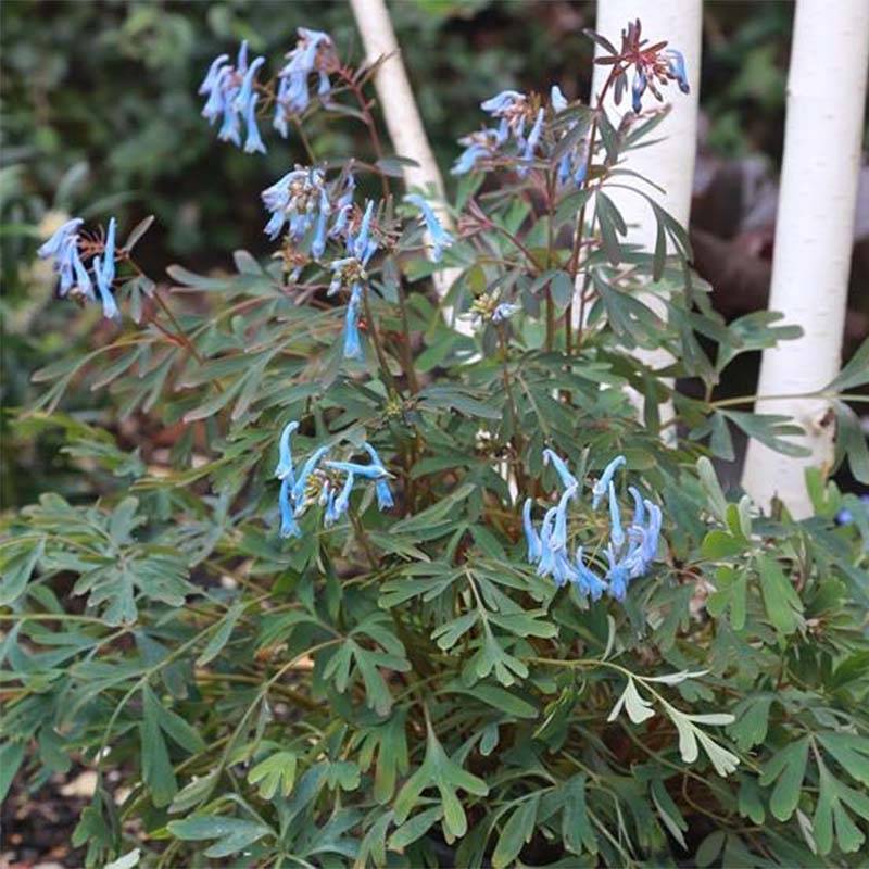 Corydalis flexuosa Porcelain Blue  Pot de 1L/1,5L