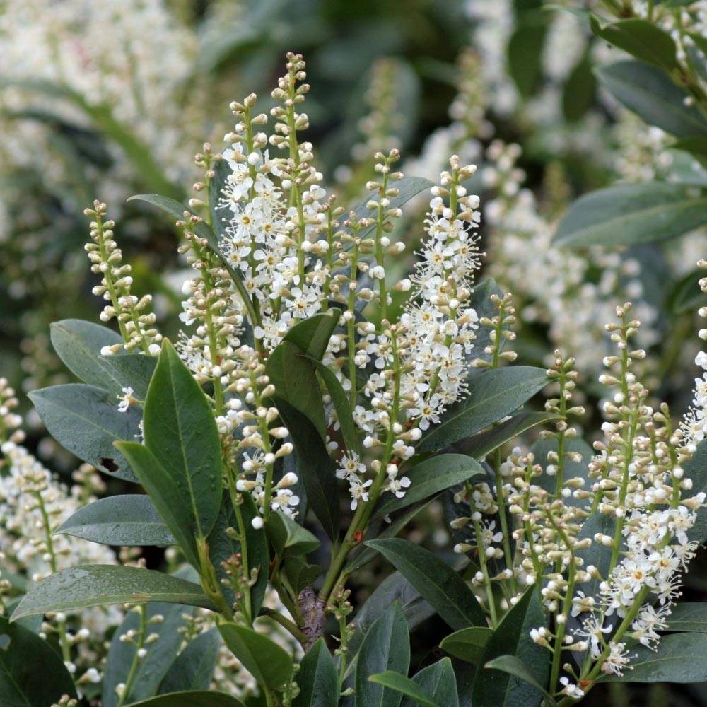 Promesse de Fleurs - Laurier Cerise - Prunus laurocerasus Mano Pot de 3L/4L - Image 1