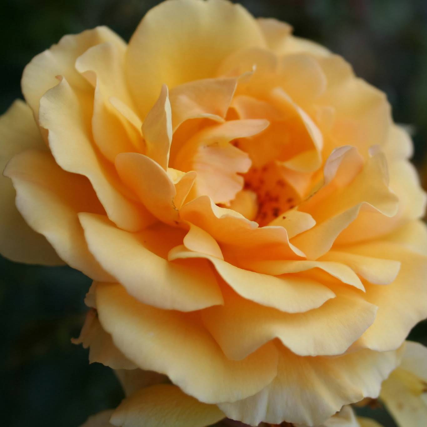 Promesse de Fleurs - Rosier à fleurs groupées Amber Queen Pot de 2L/3L