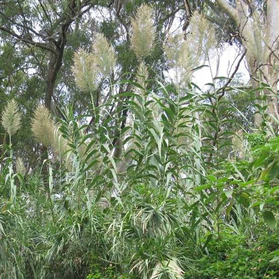 Arundo donax - Canne de Provence Godet de 8/9 cm