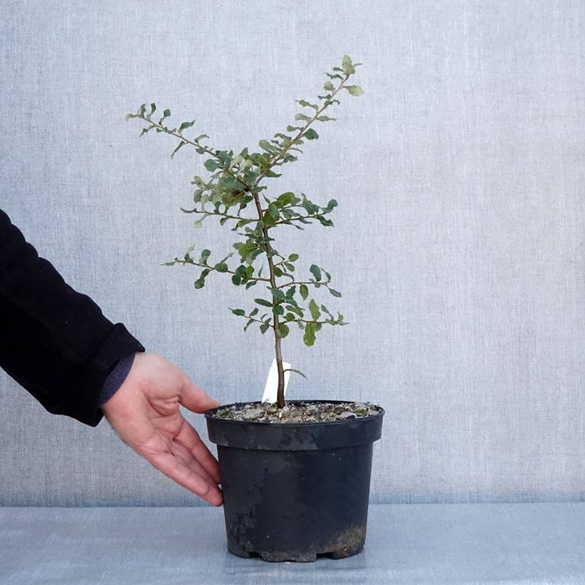 Promesse de Fleurs - Chêne liège - Quercus suber Pot de 3L/4L - Image 3