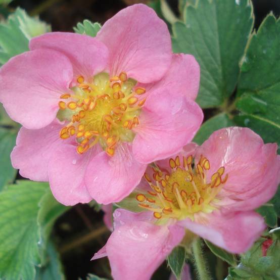 Fraisier rose - Fragaria Pink Panda Godet de 8/9 cm - Image 1