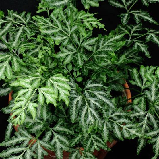 Gardenersdream - Pteris Albolineata Pteris De Crête | Fougère Pour La Maison Ou Le Bureau (De 25 À 35 Cm Pot Inclus) - GardenersDream - Image 2