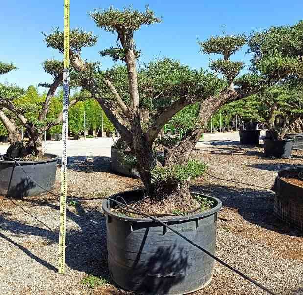 Sans Marque - Olea europaea (Oliviers) Multi-plateaux Couleur floraison:Blanc - Taille:Multi-plateaux - Marmite 600L - 200/250cm - Image 4