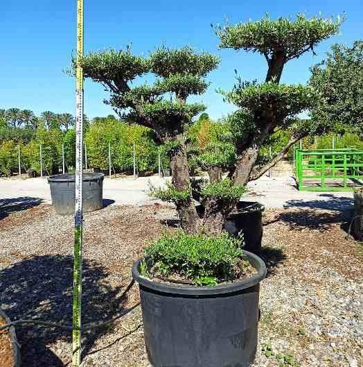 Sans Marque - Olea europaea (Oliviers) Multi-plateaux Couleur floraison:Blanc - Taille:Multi-plateaux - Marmite 600L - 200/250cm - Image 1