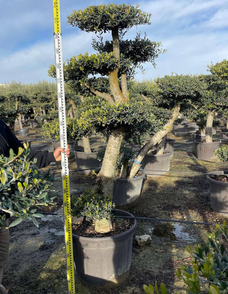Sans Marque - Olea europaea (Oliviers) Multi-plateaux Couleur floraison:Blanc - Taille:Multi-plateaux - Marmite 600L - 200/250cm - Image 5