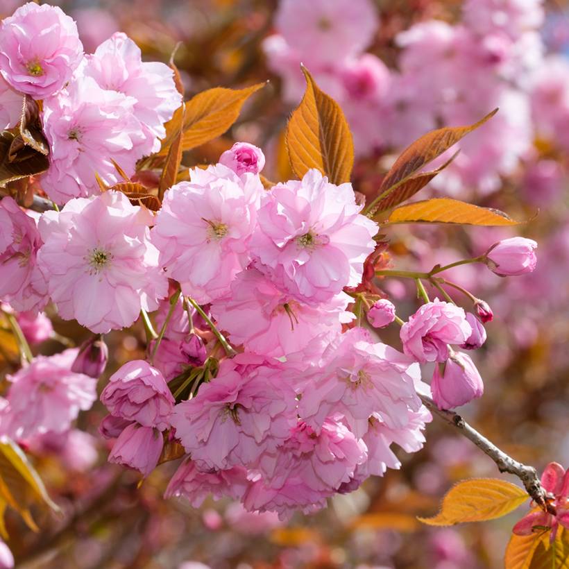 Promesse de Fleurs - Cerisier à fleurs du Japon - Prunus serrulata Kanzan Pot de 4L/5L, Buisson - Image 1