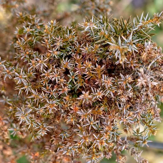 Genévrier commun - Juniperus communis Hibernica Godet de 8/9 cm