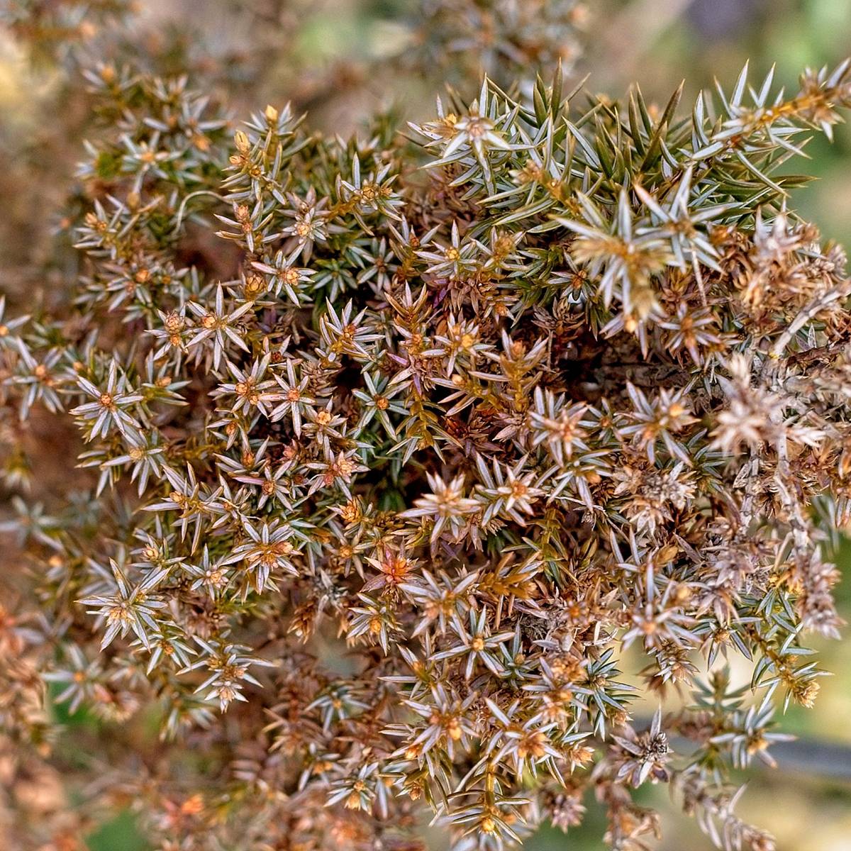 Genévrier commun - Juniperus communis Hibernica Godet de 8/9 cm