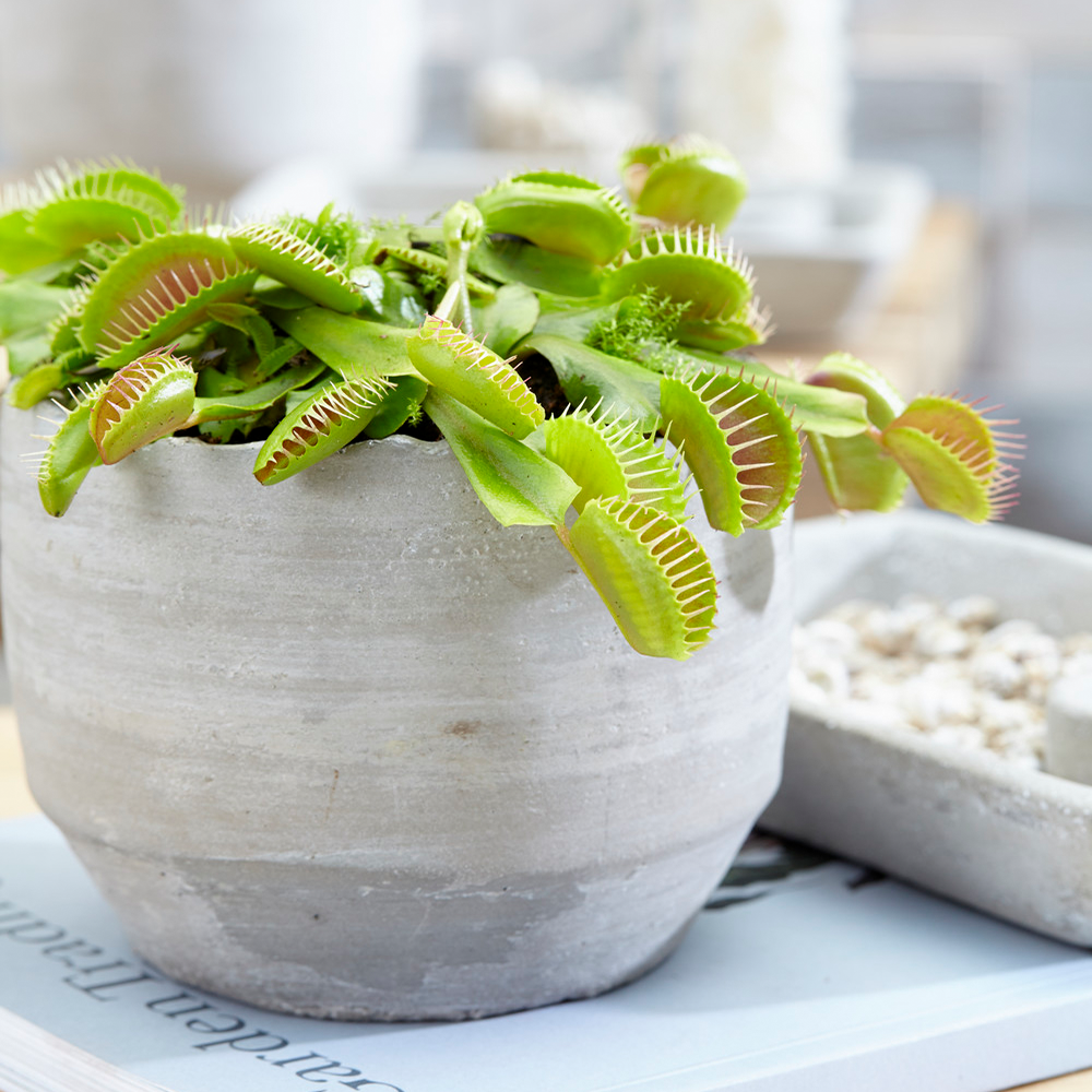Gardenersdream - Plante Carnivore D'Intérieur En Pot De 9 Cm - 'Dionée Muscipula' Venus Attrape-Mouche - GardenersDream - Image 1