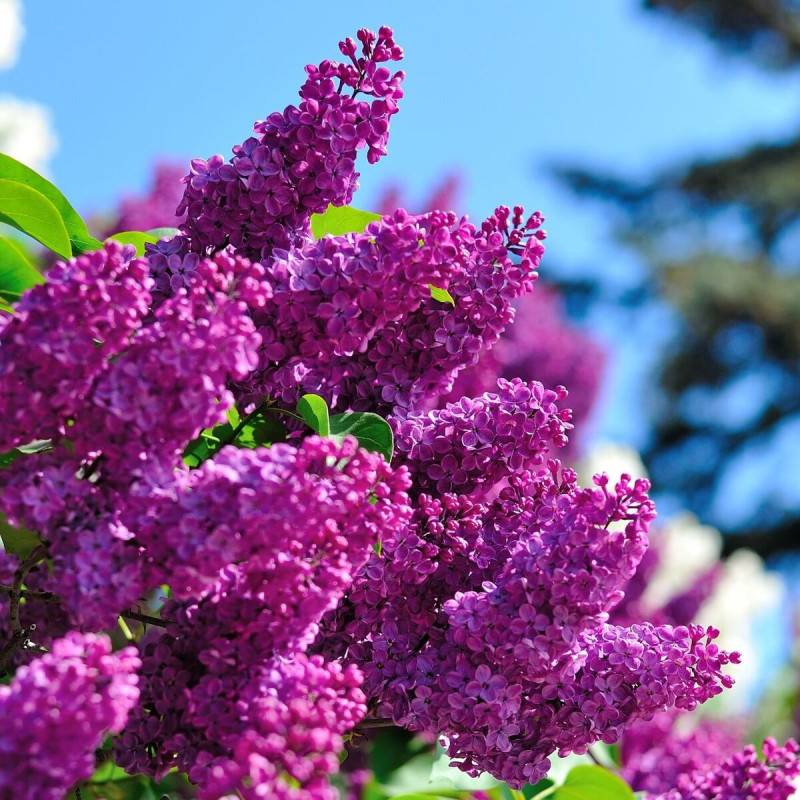 Lilas commun Souvenir de Louis Spaëth, Syringa à fleurs Violette - feuillage Caduc - Pot de 5L - 40/60 cm-  hauteur à maturité De 2,50 m à 3,00 m - Image 1