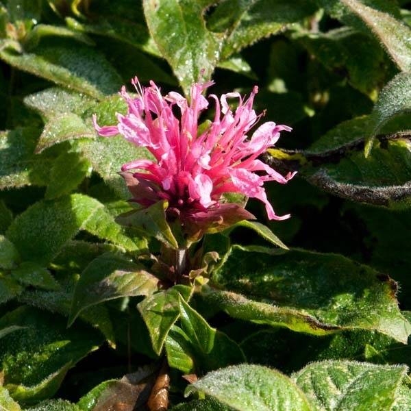 Monarde Cranberry Lace - Bergamote rose pourpré Pot de 1,5L/2L