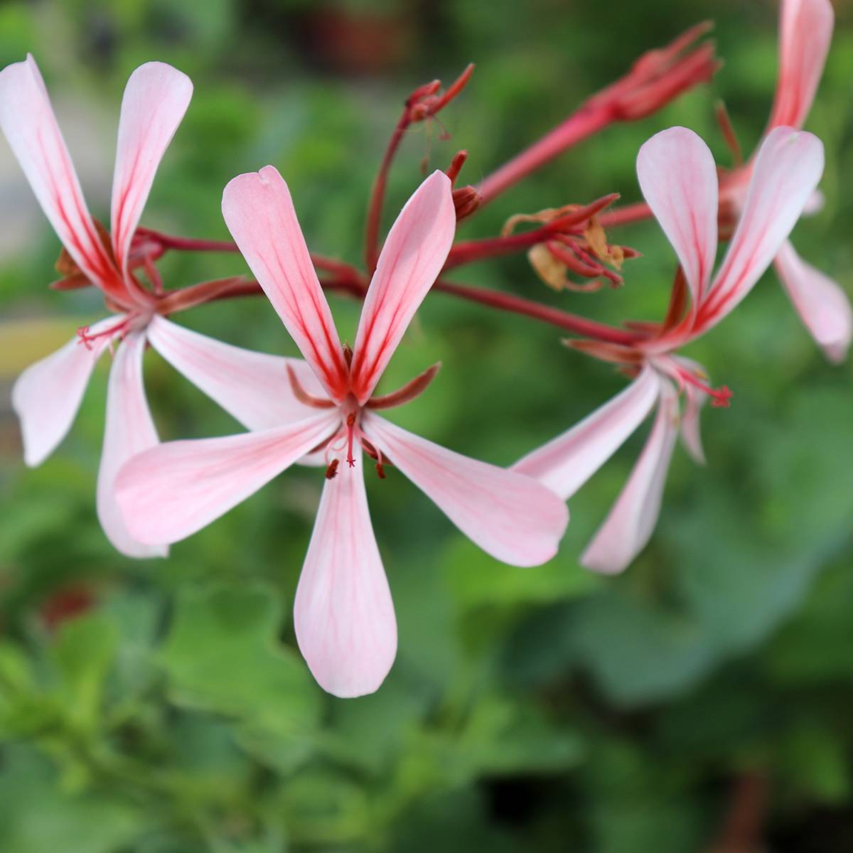 Pelargonium acetosum - Géranium botanique  Godet de 8/9 cm