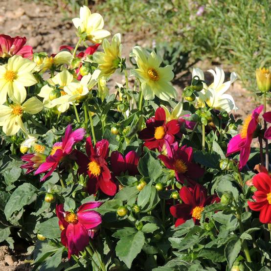 Promesse de Fleurs - Graines de Dahlia nain simple Mignon Mix le sachet de 100 graines environ (1g)