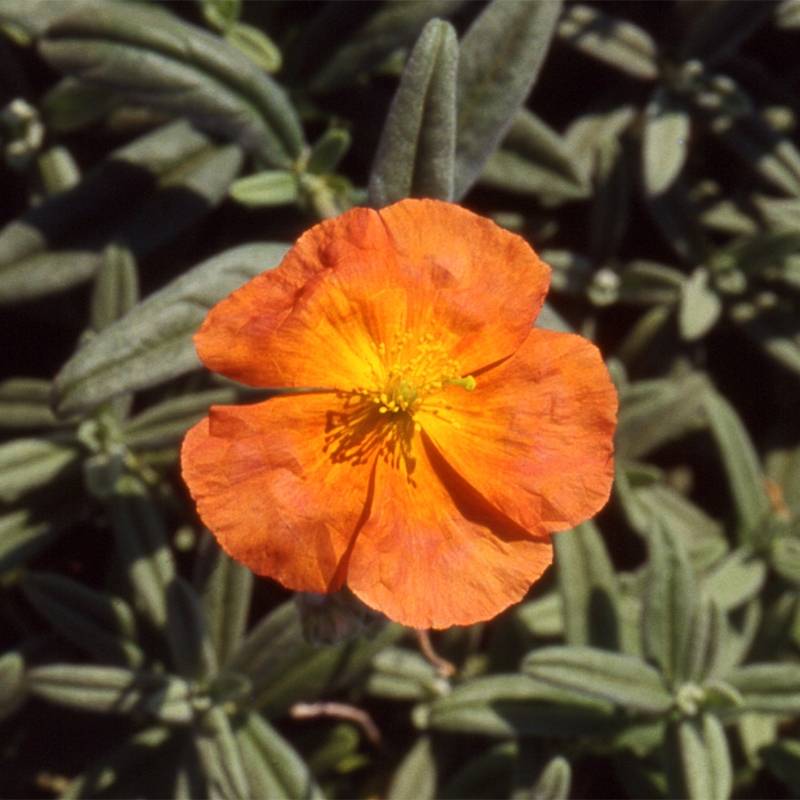 Promesse de Fleurs - Helianthemum Fire Dragon - Hélianthème orange et rouge Godet de 8/9 cm