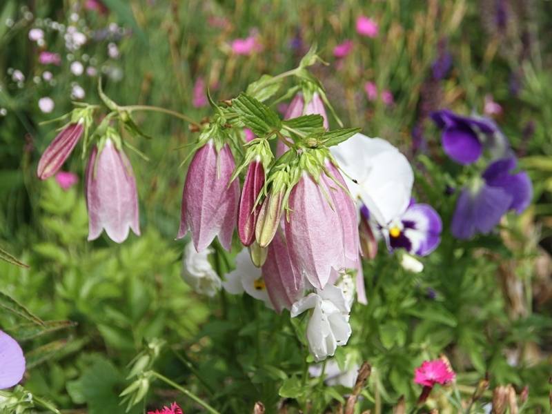 Promesse de Fleurs - Campanule takesimana Elisabeth - Campanule de Corée Godet de 7/8 cm