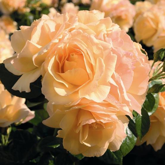 Promesse de Fleurs - Rosier tige Hansestadt Rostock Petites Racines nues, Tige, Tige de 60/70