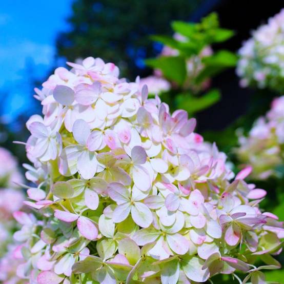Hortensia Paniculé 'Grandiflora' (Hydrangea Paniculata 'Grandiflora') - Godet - Taille 13/25cm - Pépinières Naudet - Image 1