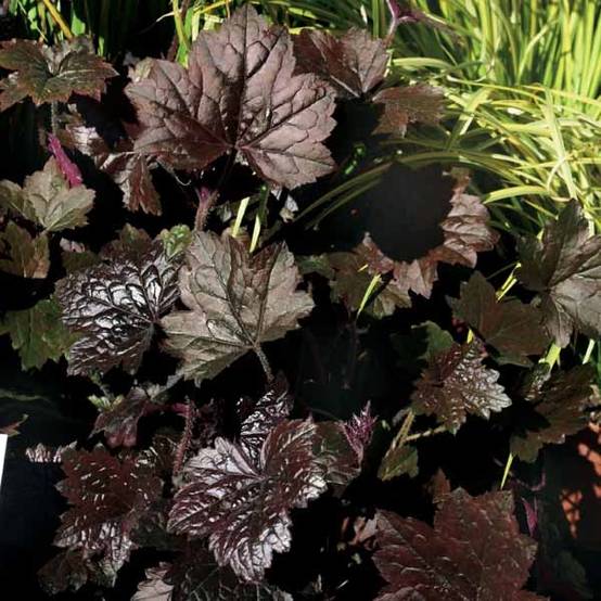 Promesse de Fleurs - Heuchère - Heuchera Blackout Godet de 8/9 cm