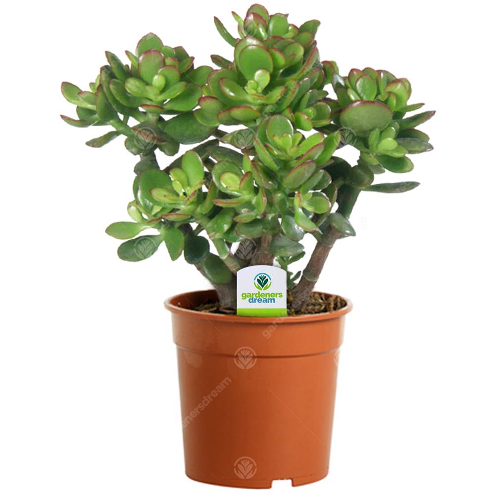 Gardenersdream - Gardenersdream : Mini Plante Verte Crassula Ovata - Plante D'Intérieur - Succulentes Naturelles En Pots Facile À Entretenir, Arbre D'Argent - Image 1