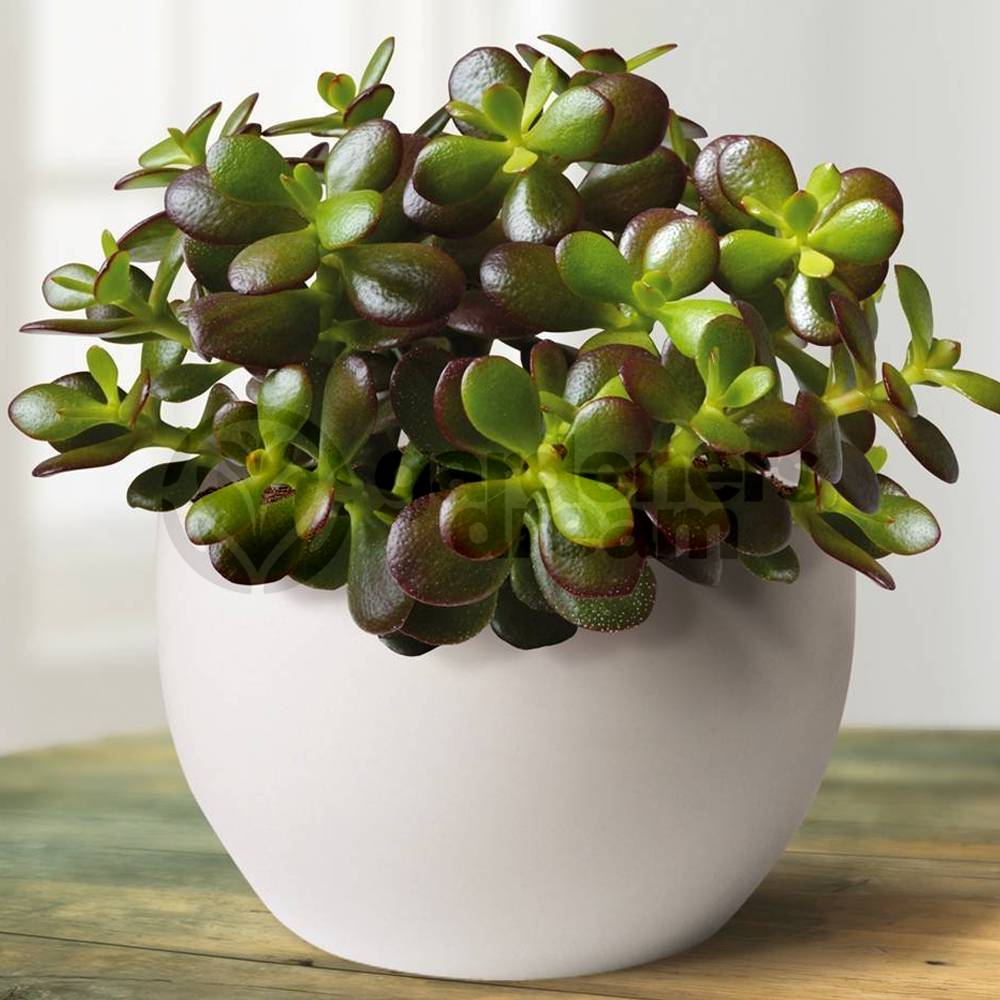 Gardenersdream - Gardenersdream : Mini Plante Verte Crassula Ovata - Plante D'Intérieur - Succulentes Naturelles En Pots Facile À Entretenir, Arbre D'Argent - Image 3