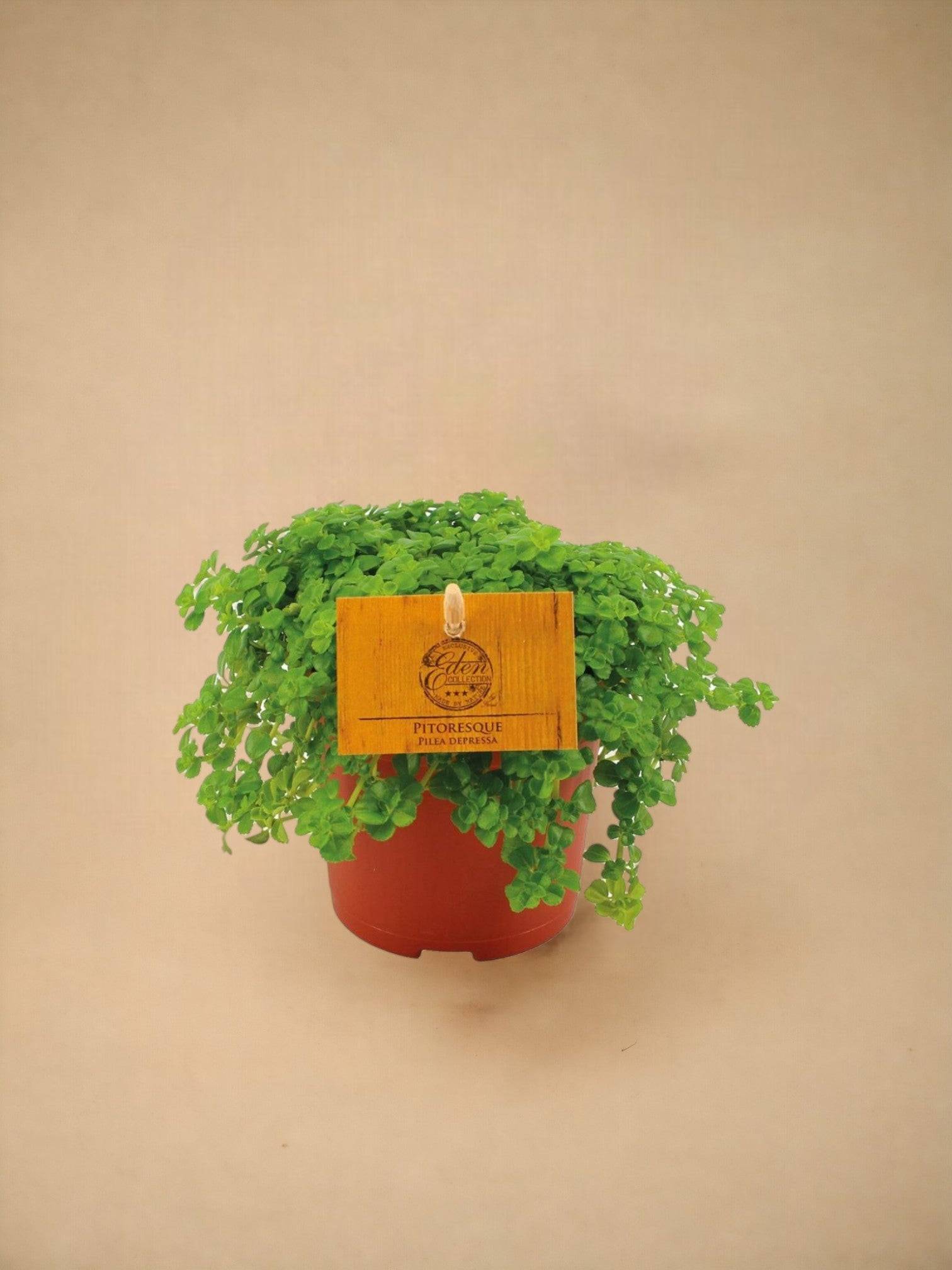 La Green Touch - Pilea Depressa 15cm - Plante d'intérieur- La Green Touch