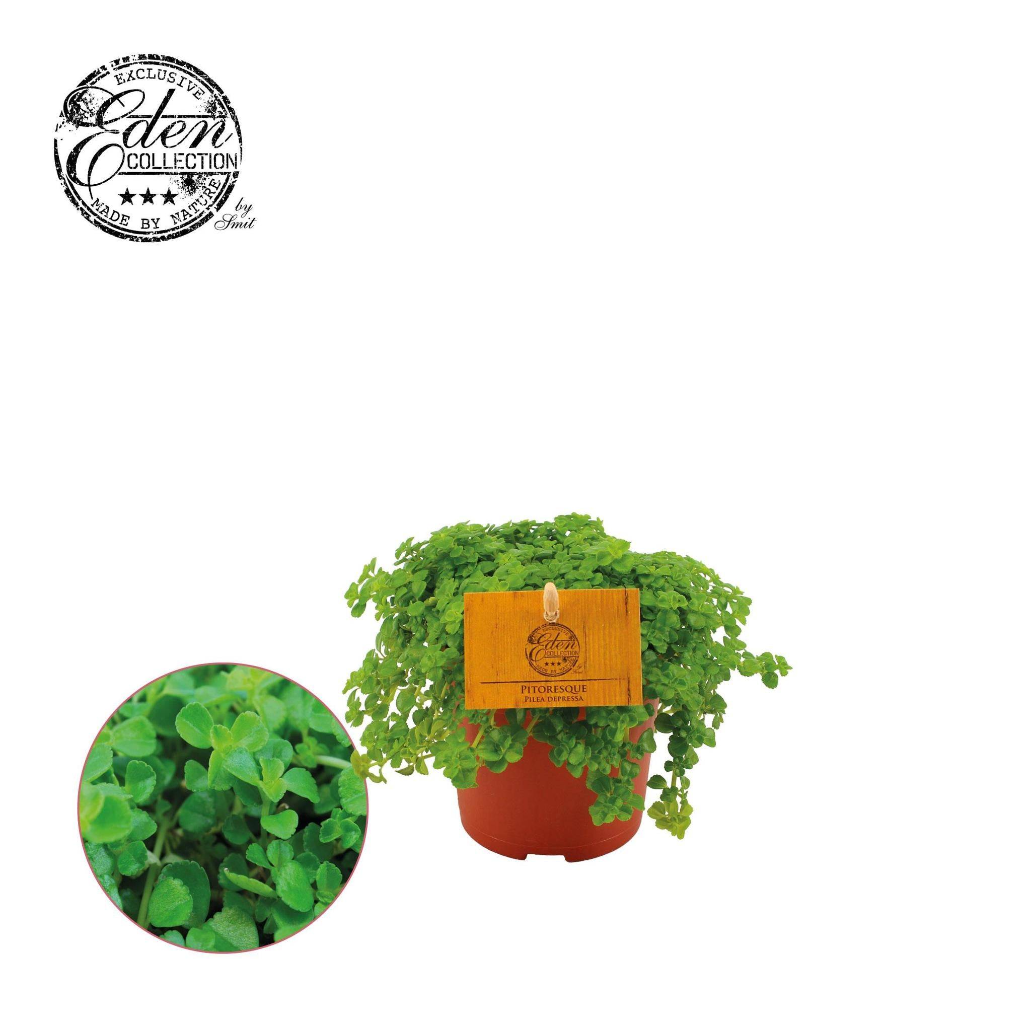 Pilea Depressa 15cm - Plante d'intérieur- La Green Touch