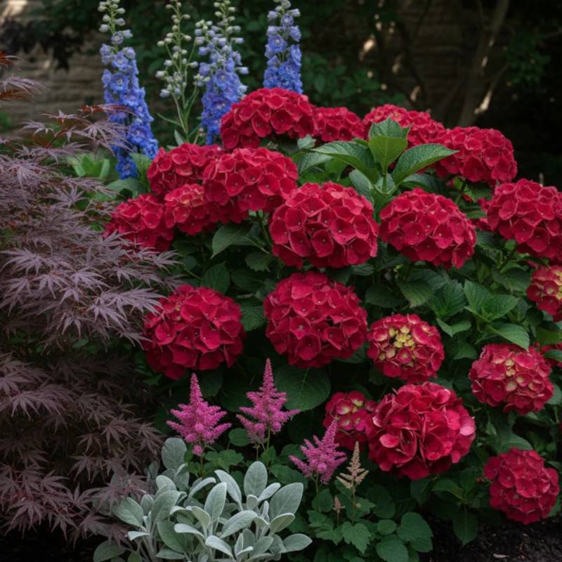 Hortensia Julisa, Hydrangea macrophylla à fleurs Rouge - feuillage Caduc - Godet - 5/20 cm-  hauteur à maturité De 1,00 m à 1,50 m - Image 3