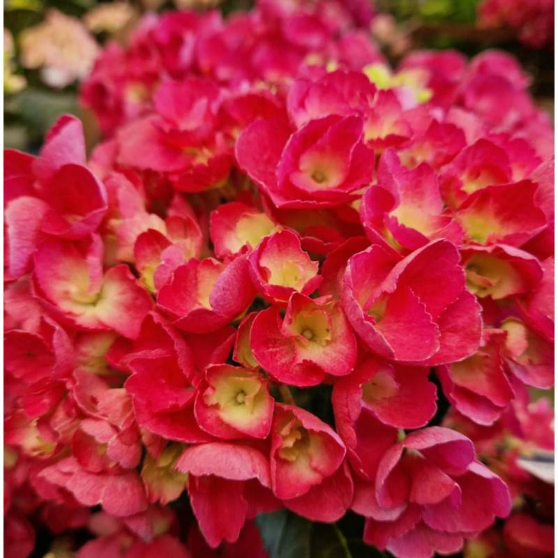 Hortensia Julisa, Hydrangea macrophylla à fleurs Rouge - feuillage Caduc - Godet - 5/20 cm-  hauteur à maturité De 1,00 m à 1,50 m - Image 1