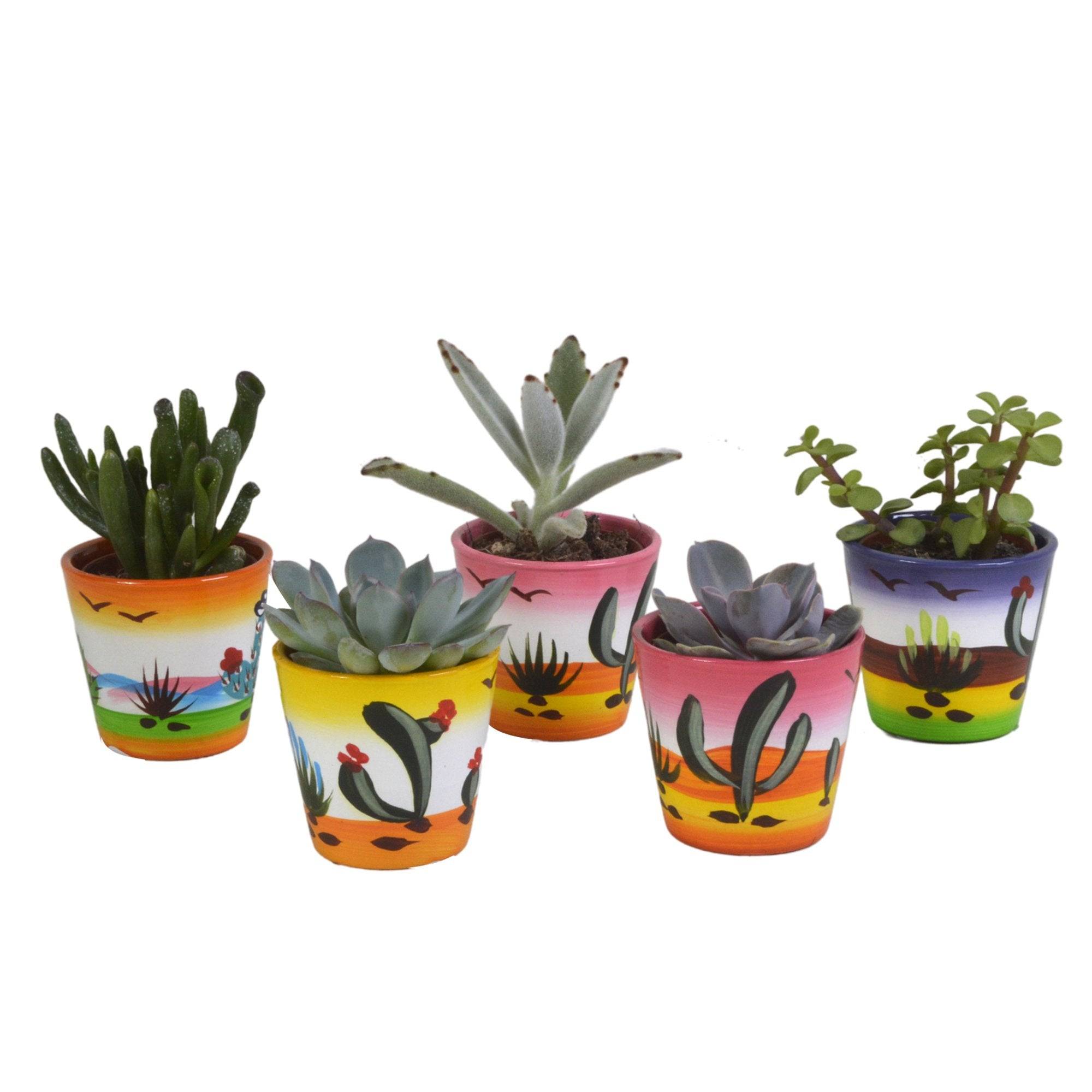 Mix de 5 succulentes et leurs caches-pots colorés h13cm- La Green Touch - Image 2