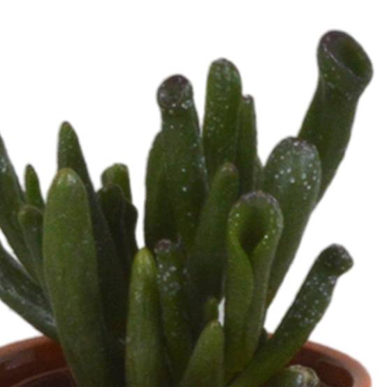 Mix de 5 succulentes et leurs caches-pots colorés h13cm- La Green Touch - Image 6