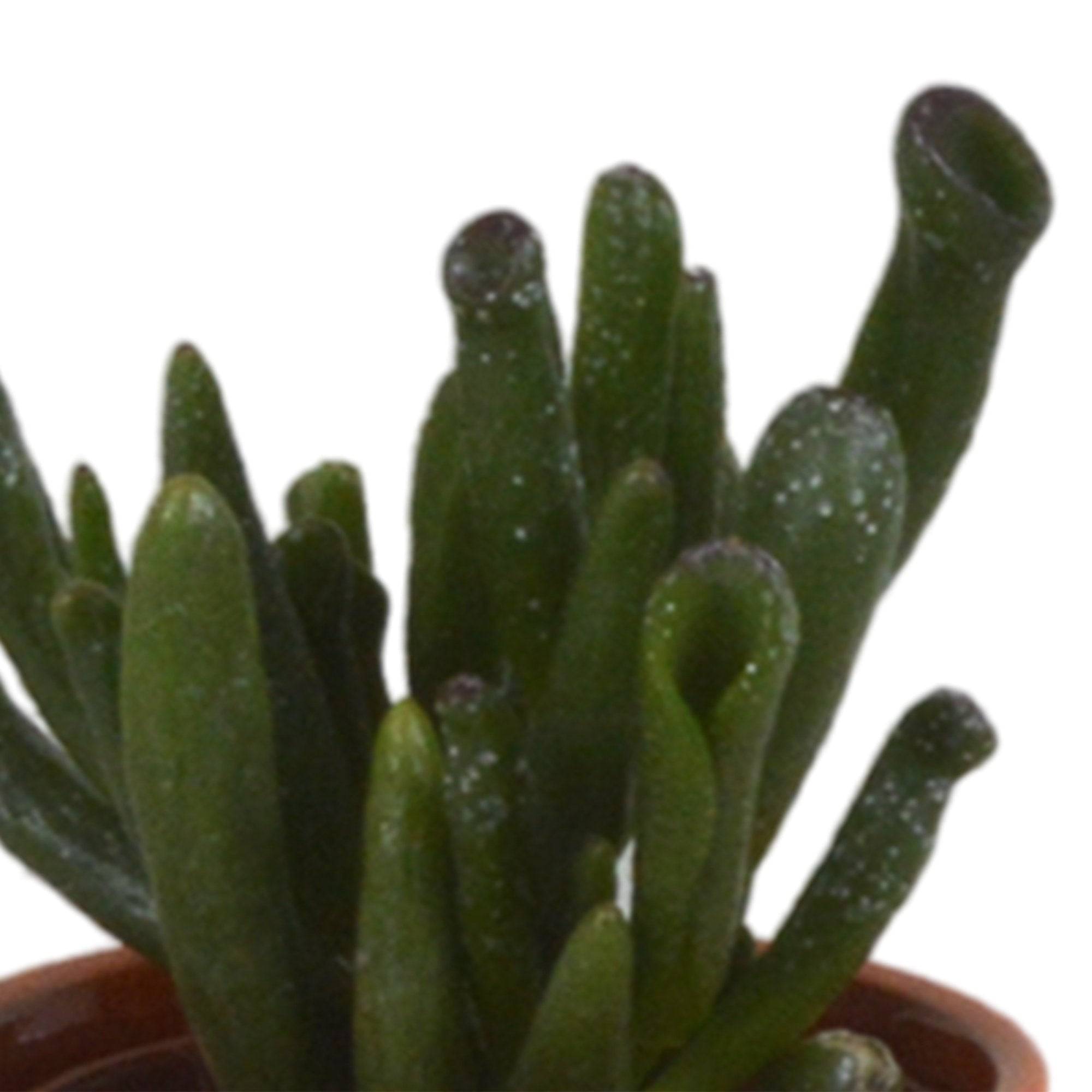 Mix de 5 succulentes et leurs caches-pots colorés h13cm- La Green Touch - Image 6