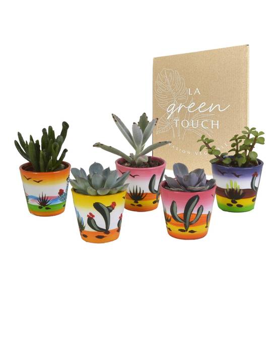 Mix de 5 succulentes et leurs caches-pots colorés h13cm- La Green Touch - Image 1