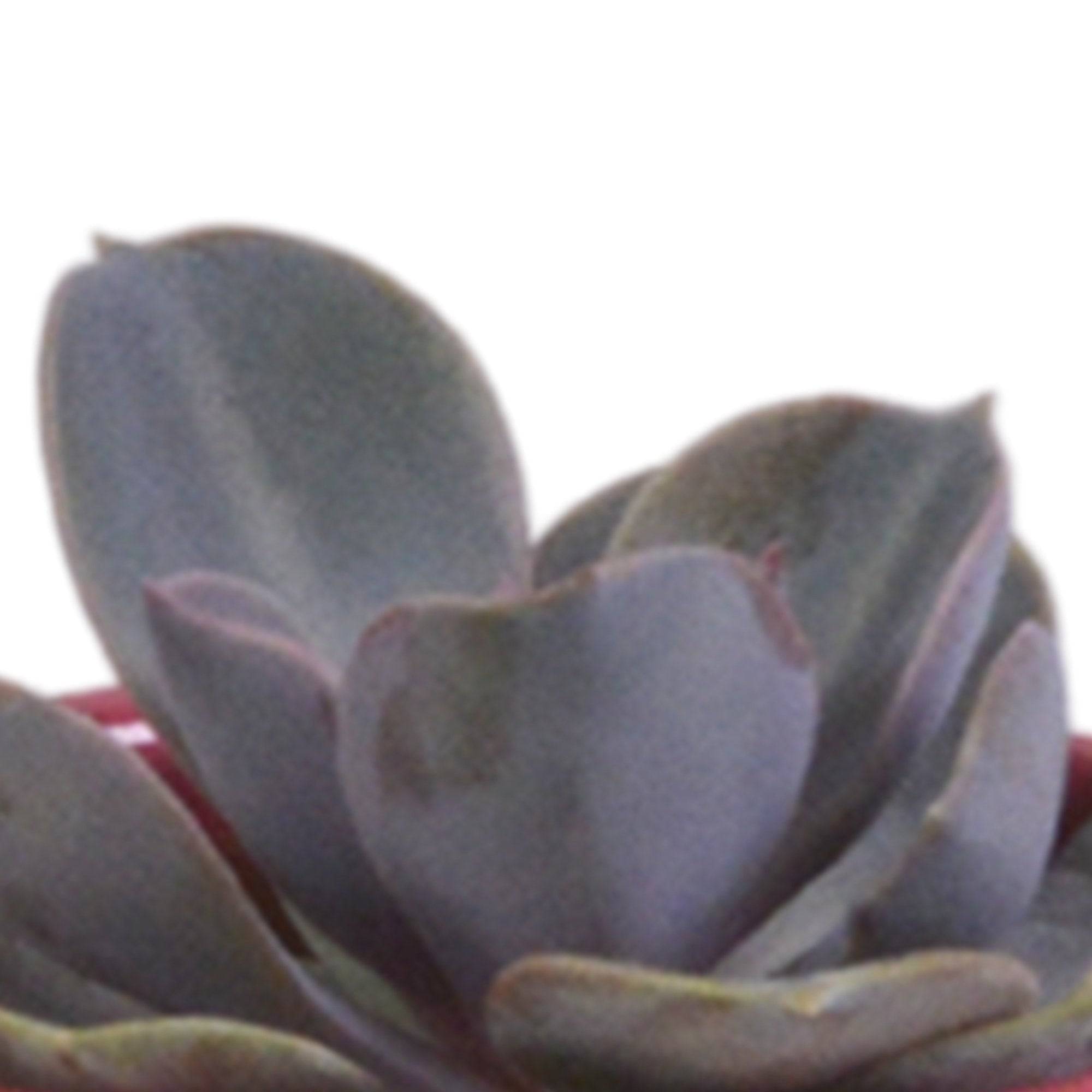Mix de 5 succulentes et leurs caches-pots colorés h13cm- La Green Touch - Image 5